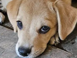 Cachorro raça SRD-ViraLata idade 2 a 6 meses nome Luna 