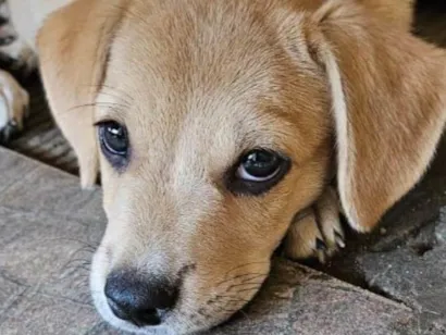 Cachorro raça SRD-ViraLata idade 2 a 6 meses nome Luna 
