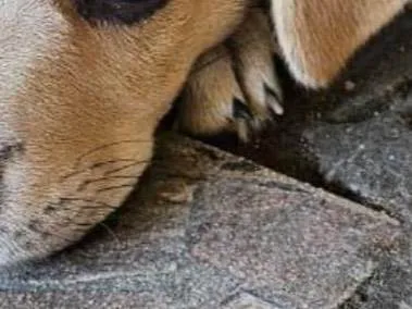 Cachorro ra a SRD-ViraLata idade 2 a 6 meses nome Luna 