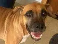 Cachorro raça SRD-ViraLata idade 5 anos nome Grandona