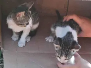 Gato raça SRD-ViraLata idade Abaixo de 2 meses nome Kleber 