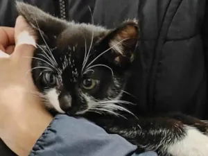 Gato raça SRD-ViraLata idade Abaixo de 2 meses nome Frajolinha