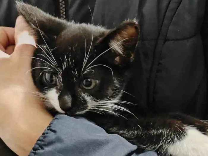 Gato ra a SRD-ViraLata idade Abaixo de 2 meses nome Frajolinha