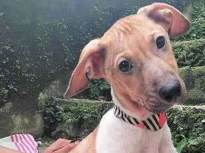 Cachorro ra a SRD-ViraLata idade 2 a 6 meses nome Festinha