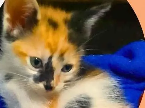 Gato ra a SRD-ViraLata idade 2 a 6 meses nome JADE