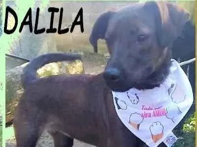 Cachorro ra a SRD-ViraLata idade 1 ano nome Dalila