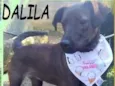 Dalila