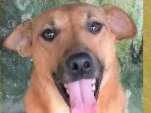 Cachorro raça SRD-ViraLata idade 2 anos nome Lorenzo