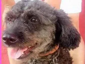 Cachorro raça SRD-ViraLata idade 3 anos nome Pudim