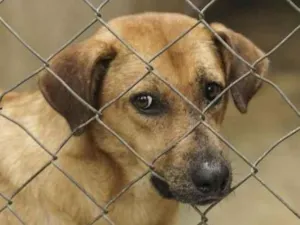 Cachorro raça SRD-ViraLata idade 2 anos nome Gabriela