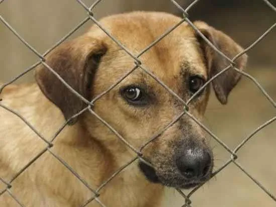 Cachorro ra a SRD-ViraLata idade 2 anos nome Gabriela