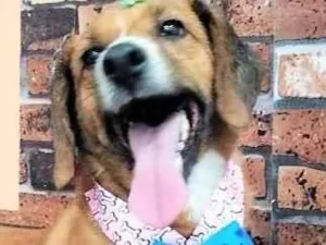 Cachorro raça SRD-ViraLata idade 4 anos nome Lolita