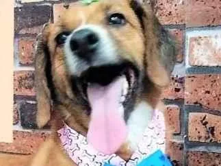 Cachorro ra a SRD-ViraLata idade 4 anos nome Lolita