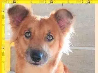 Cachorro ra a SRD-ViraLata idade 2 anos nome Galã