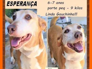 Cachorro raça SRD-ViraLata idade 6 ou mais anos nome Esperança