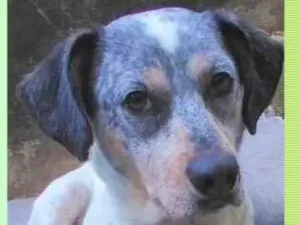 Cachorro raça SRD-ViraLata idade 1 ano nome Faísca