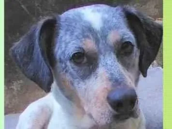 Cachorro ra a SRD-ViraLata idade 1 ano nome Faísca
