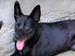 Cachorro raça SRD-ViraLata idade 2 anos nome Duke