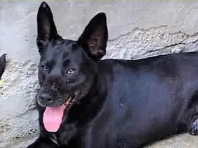 Cachorro ra a SRD-ViraLata idade 2 anos nome Duke