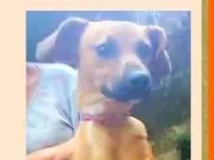 Cachorro raça SRD-ViraLata idade 7 a 11 meses nome Felício