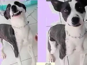 Cachorro raça SRD-ViraLata idade 7 a 11 meses nome Eva