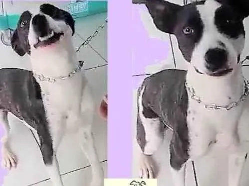 Cachorro ra a SRD-ViraLata idade 7 a 11 meses nome Eva
