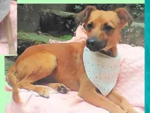 Cachorro raça SRD-ViraLata idade 2 a 6 meses nome Karamelow