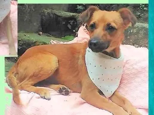 Cachorro ra a SRD-ViraLata idade 2 a 6 meses nome Karamelow