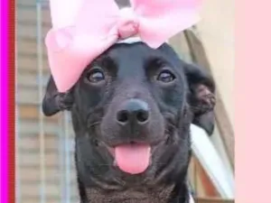 Cachorro raça SRD-ViraLata idade 7 a 11 meses nome Diva