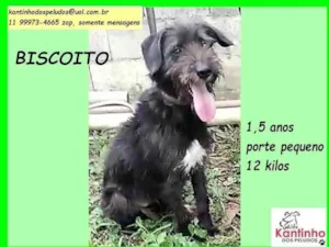 Cachorro raça SRD-ViraLata idade 1 ano nome Biscoito