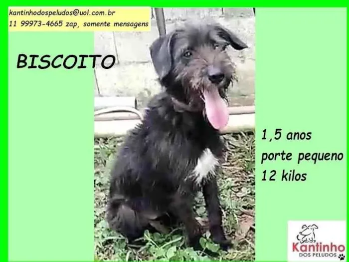 Cachorro ra a SRD-ViraLata idade 1 ano nome Biscoito