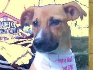 Cachorro raça SRD-ViraLata idade 2 a 6 meses nome Jumbinho
