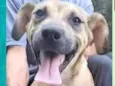 Dalila