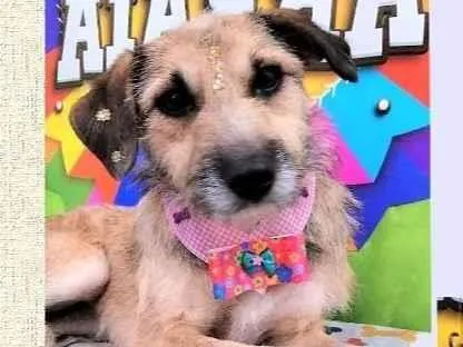 Cachorro ra a SRD-ViraLata idade 1 ano nome Violeta
