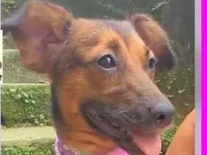 Cachorro raça SRD-ViraLata idade 2 anos nome Mocinha