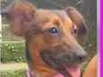 Mocinha