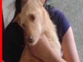 Cachorro raça SRD-ViraLata idade 1 ano nome Polly