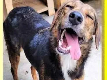 Cachorro ra a SRD-ViraLata idade 2 anos nome Pintadinha
