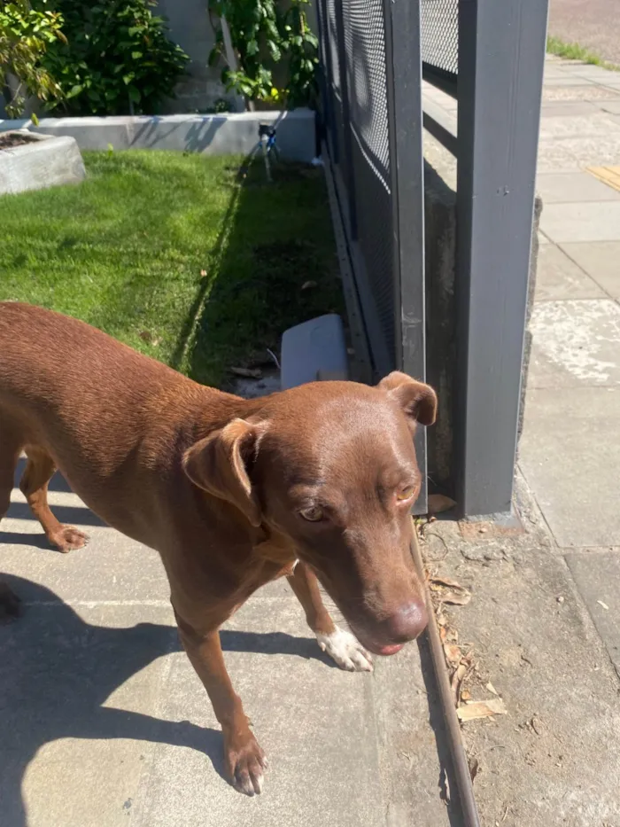 Cachorro ra a SRD-ViraLata idade 1 ano nome Brownie