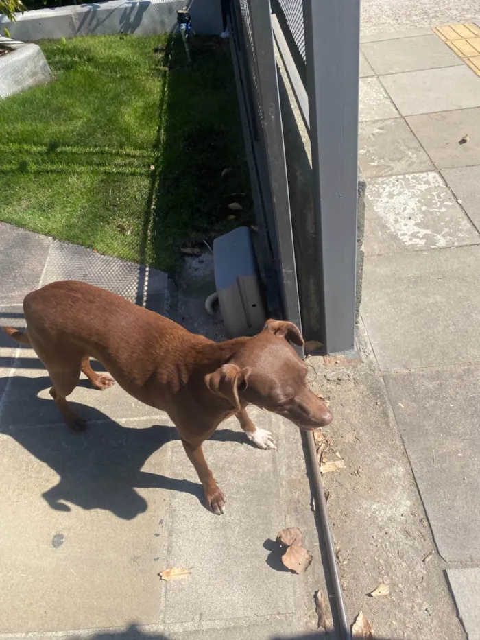 Cachorro ra a SRD-ViraLata idade 1 ano nome Brownie