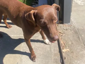 Cachorro raça SRD-ViraLata idade 1 ano nome Brownie