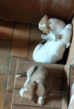 Cachorro ra a SRD-ViraLata idade Abaixo de 2 meses nome Filhote