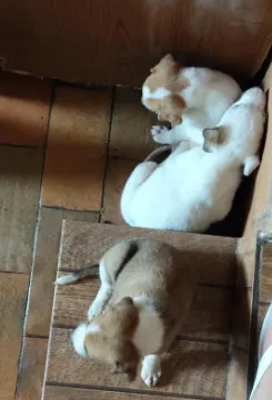 Cachorro raça SRD-ViraLata idade Abaixo de 2 meses nome Filhote