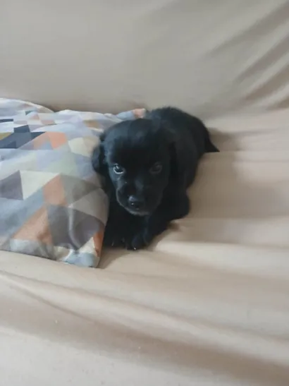 Cachorro raça SRD-ViraLata idade Abaixo de 2 meses nome Pingo