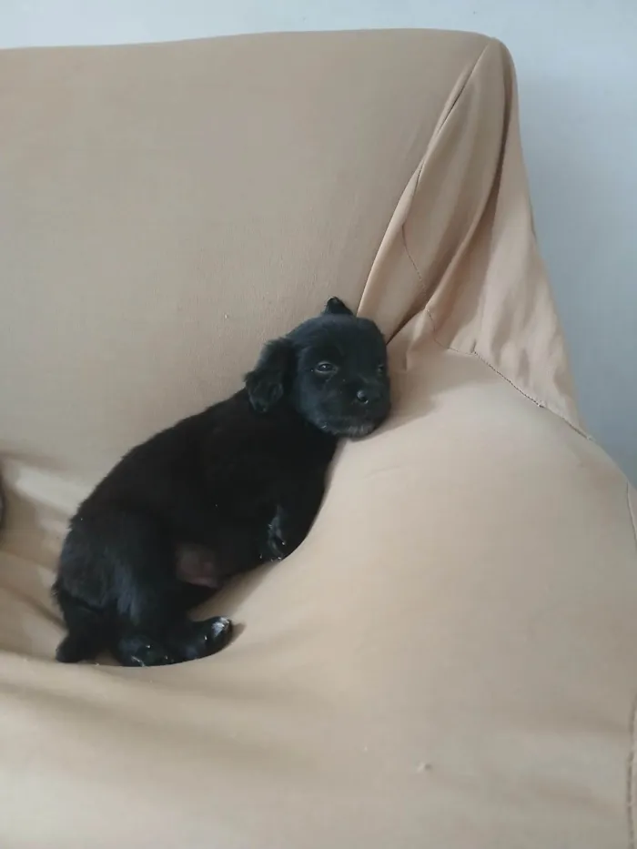 Cachorro ra a SRD-ViraLata idade Abaixo de 2 meses nome Pingo