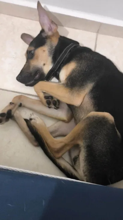 Cachorro raça SRD-ViraLata idade 7 a 11 meses nome Cézar 