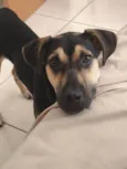 Cézar