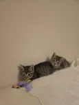 Julio Cesar e Felipe