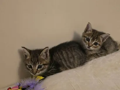 Gato raça SRD-ViraLata idade Abaixo de 2 meses nome Julio Cesar e Felipe