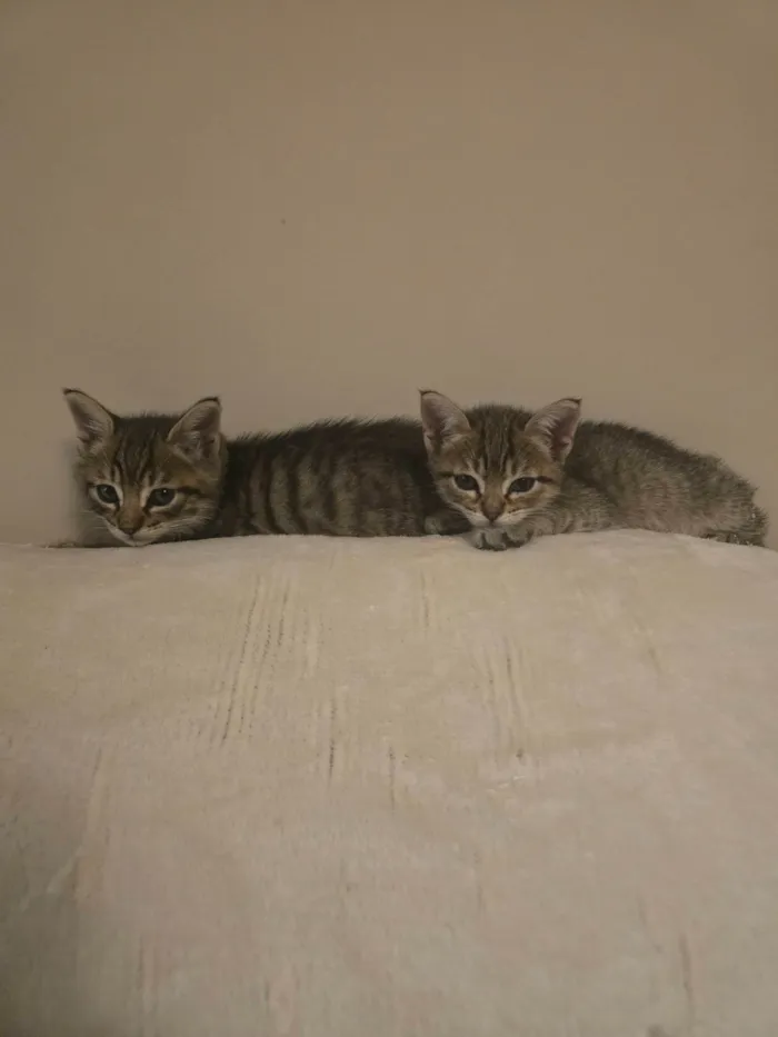 Gato ra a SRD-ViraLata idade Abaixo de 2 meses nome Julio Cesar e Felipe